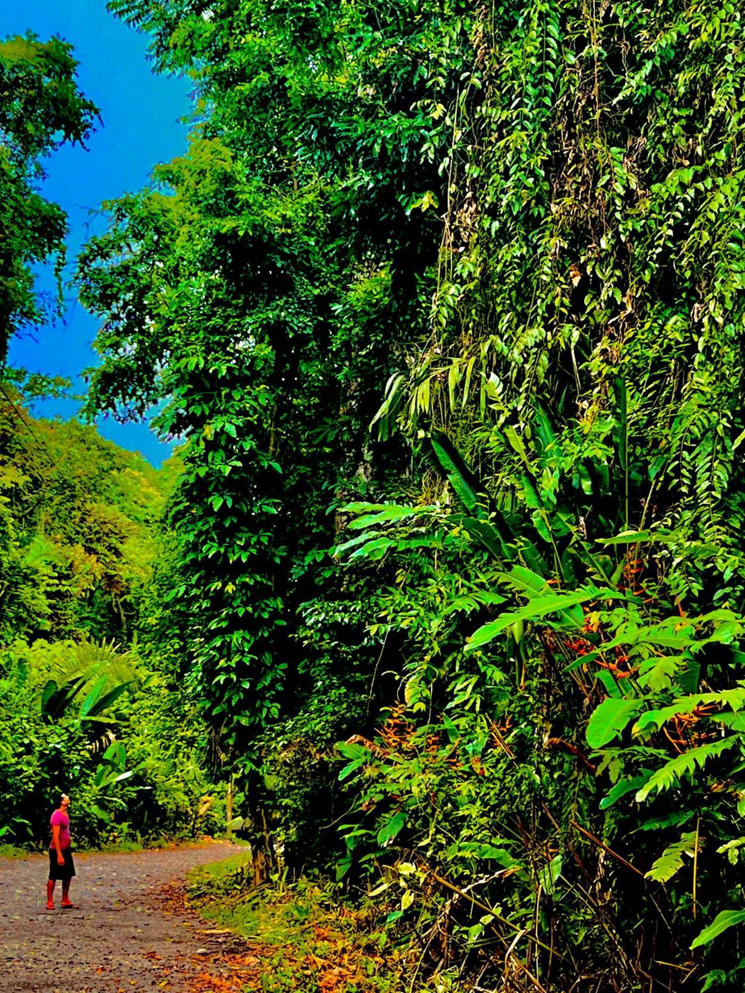 Beachfront Paradise Manuel Antonio Exterior foto